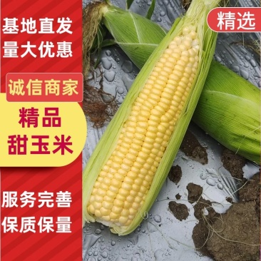 精选甜玉米309水果玉米产地直发品质保障量大优惠