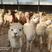 【羊驼】景区观赏羊驼大体型网红动物园一只发货详情致电