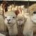 【羊驼】景区观赏羊驼大体型网红动物园一只发货详情致电