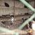 孔雀蓝山鸡观赏家庭养殖农家乐商品雀可以供餐厅食用