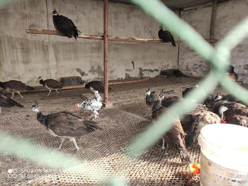 孔雀蓝山鸡观赏家庭养殖农家乐商品雀可以供餐厅食用