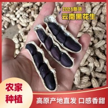 云南富硒黑花生2023新晒干带壳黑花生大量现货产地