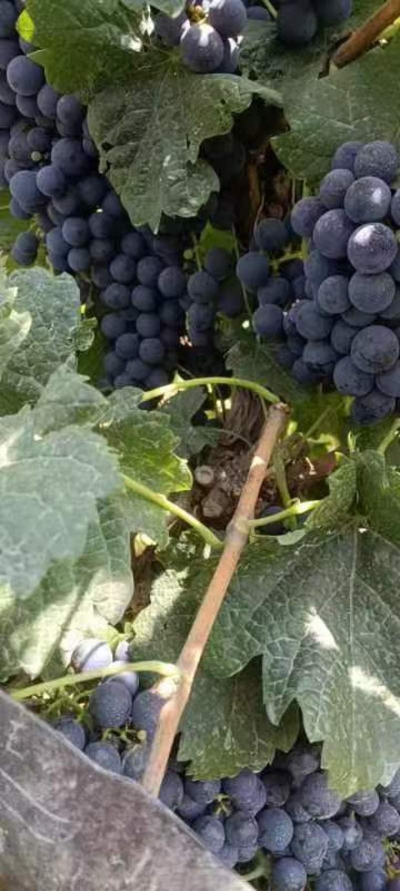 宁夏赤霞珠酿酒葡萄基地直供产地一手货源欢迎来电