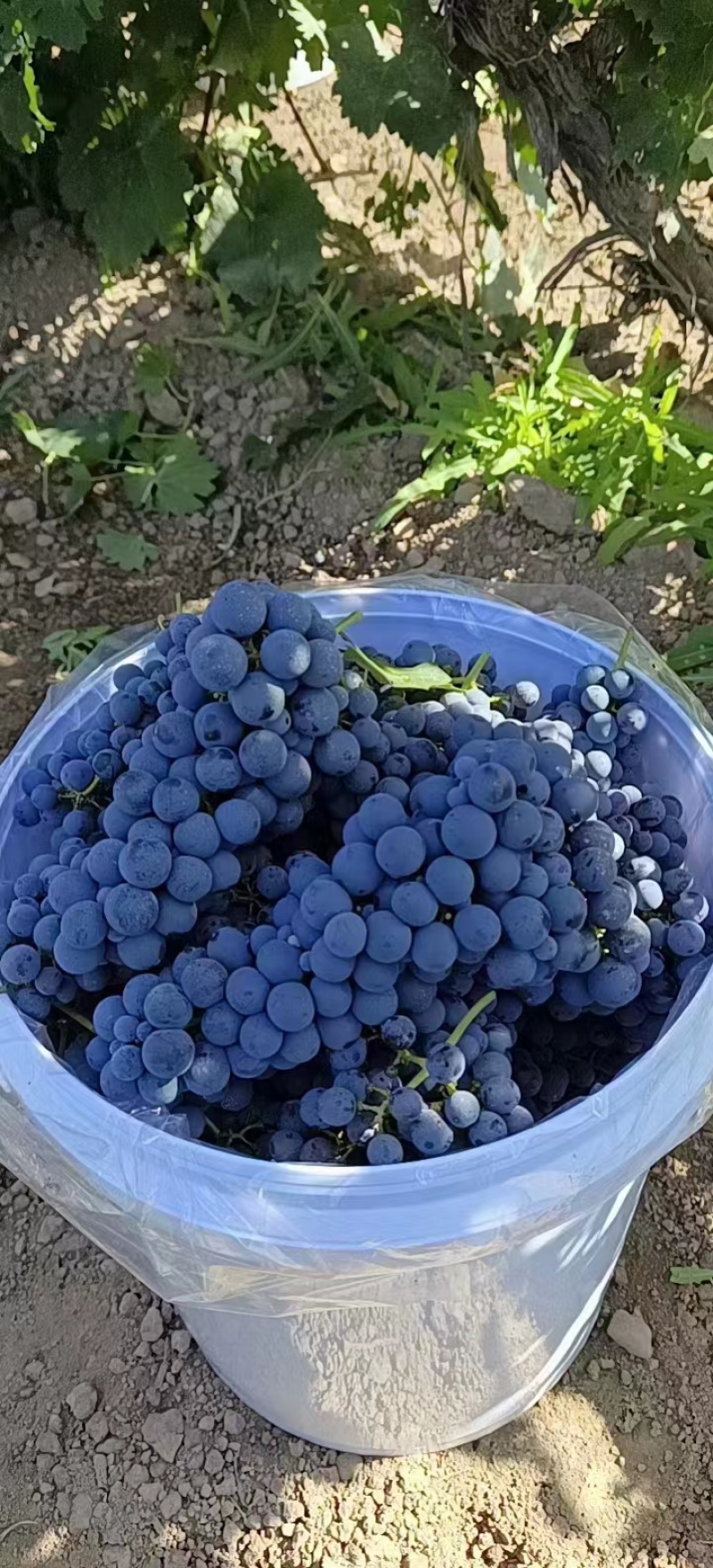 宁夏赤霞珠酿酒葡萄基地直供产地一手货源欢迎来电