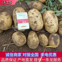 【土豆】河北沃土沃土5号土豆大量供应可视频