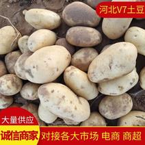 【河北土豆】v7土豆产地直发量大从优对接全国市场