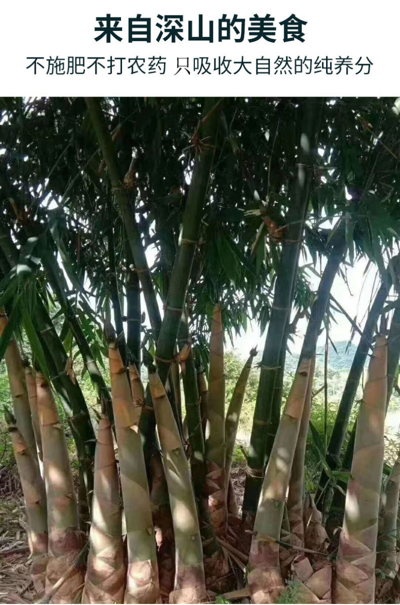 新鲜脆笋尖竹笋麻竹笋脆嫩爽口炒腊肉五花肉袋装350克