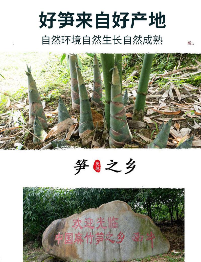 新鲜脆笋尖竹笋麻竹笋脆嫩爽口炒腊肉五花肉袋装350克