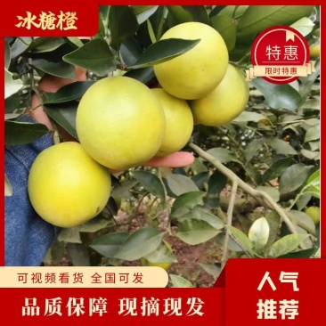 【冰糖橙】湖南冰糖柑皮薄化渣味浓甜现采现摘代发全国来电优惠