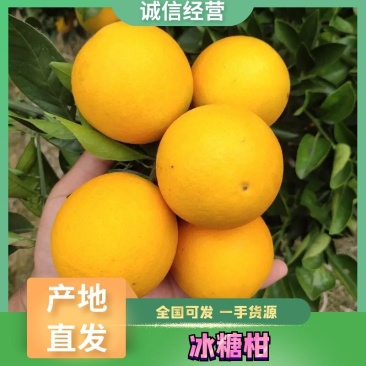 【冰糖柑】冰糖橙四川产地直供代发全国市场商超欢迎来电订购