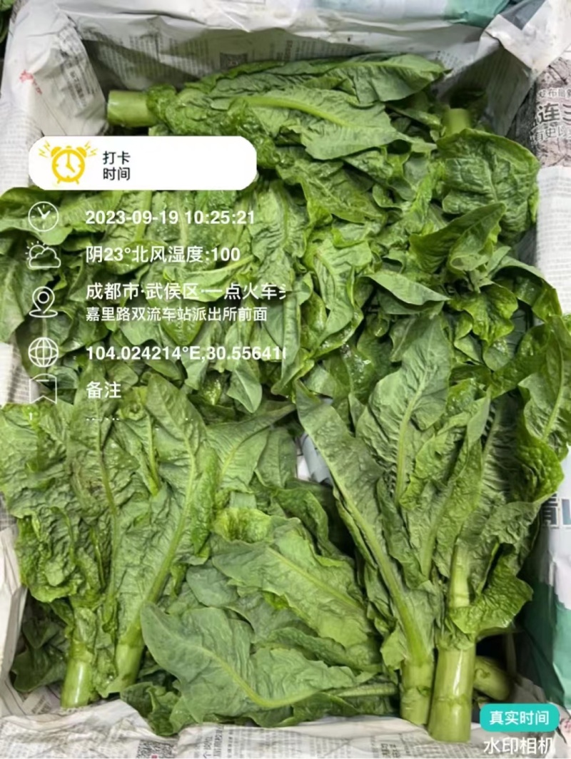 【有好货】精选三青皮香莴笋杆四川鲜莴笋大量供货品质好