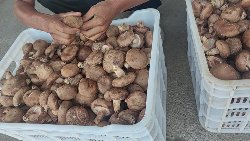 【精品】香菇鲜香菇产地直发品种多样河南一条龙供应全国详谈