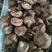 【精品】香菇鲜香菇产地直发品种多样河南一条龙供应全国详谈