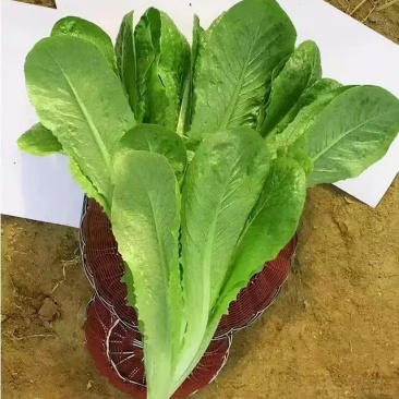 罗马直立生菜种子口感好生长速度快耐运输耐寒性好优质良种