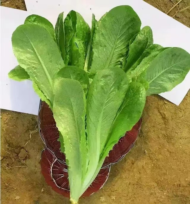 罗马直立生菜种子口感好生长速度快耐运输耐寒性好优质良种