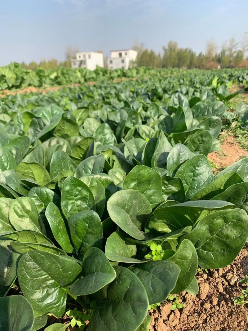 皇家黑秀菠菜种子耐运输有光泽耐抽苔
