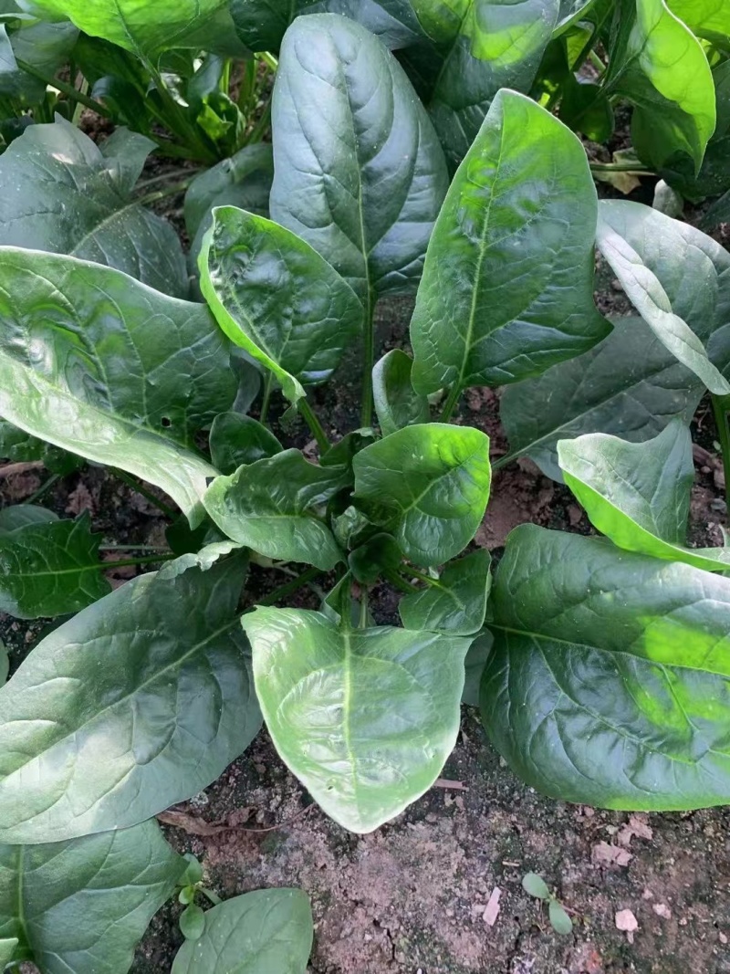 皇家黑秀菠菜种子耐运输有光泽耐抽苔