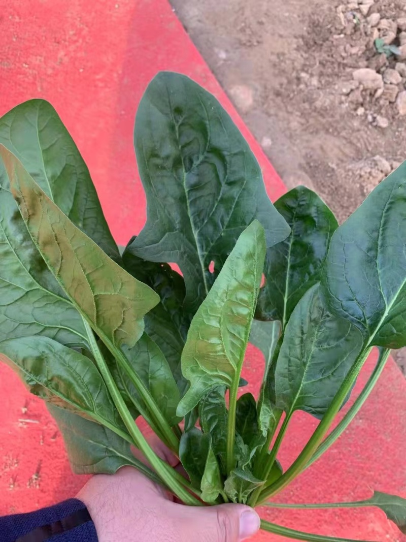皇家黑秀菠菜种子耐运输有光泽耐抽苔