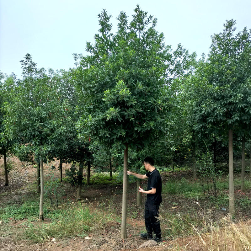 杜英树杜英苗工程绿化树树苗行道树庭院风景树四季常青耐寒树