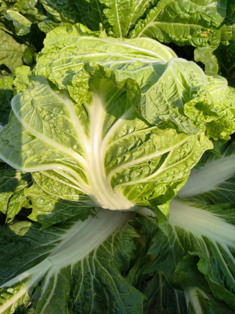 【精选白菜】大白菜大量上市山东菏泽直发全国市场来电优惠