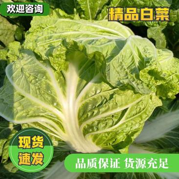 【精选白菜】大白菜大量上市山东菏泽直发全国市场来电优惠