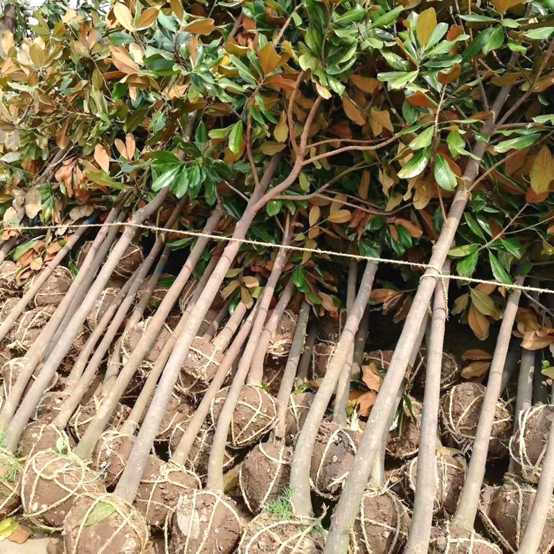 广玉兰庭院花卉风景树花境植物绿化树苗木乔木行道树
