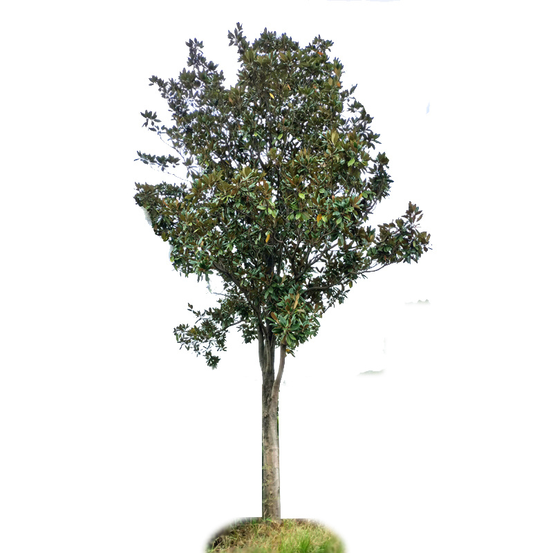 广玉兰庭院花卉风景树花境植物绿化树苗木乔木行道树