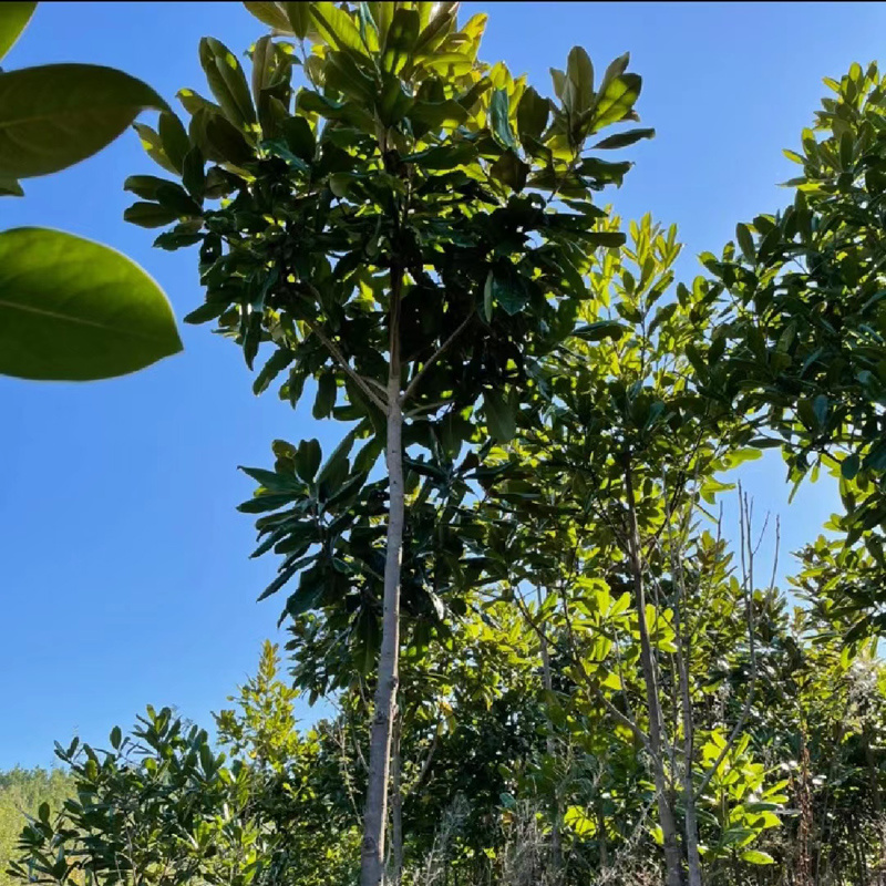 广玉兰庭院花卉风景树花境植物绿化树苗木乔木行道树