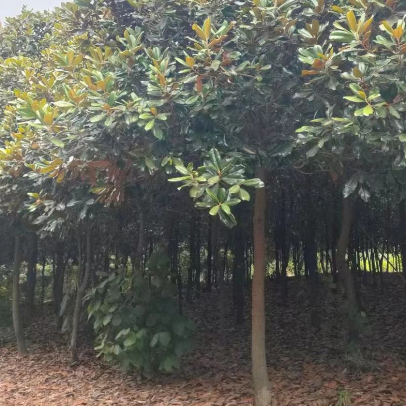 广玉兰庭院花卉风景树花境植物绿化树苗木乔木行道树