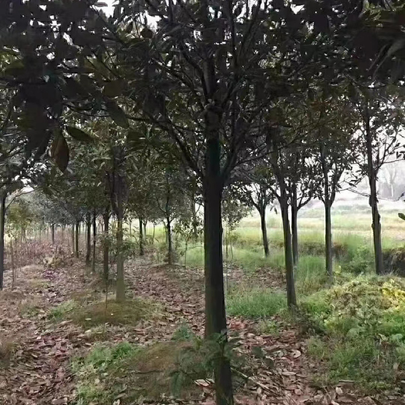 广玉兰庭院花卉风景树花境植物绿化树苗木乔木行道树