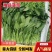 【菠菜】精品菠菜油黑发亮质量保证山东产地直供欢迎电联