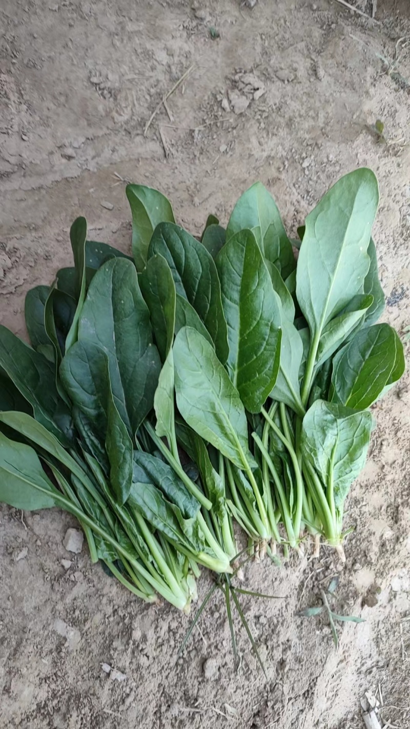 【菠菜】精品菠菜油黑发亮质量保证山东产地直供欢迎电联