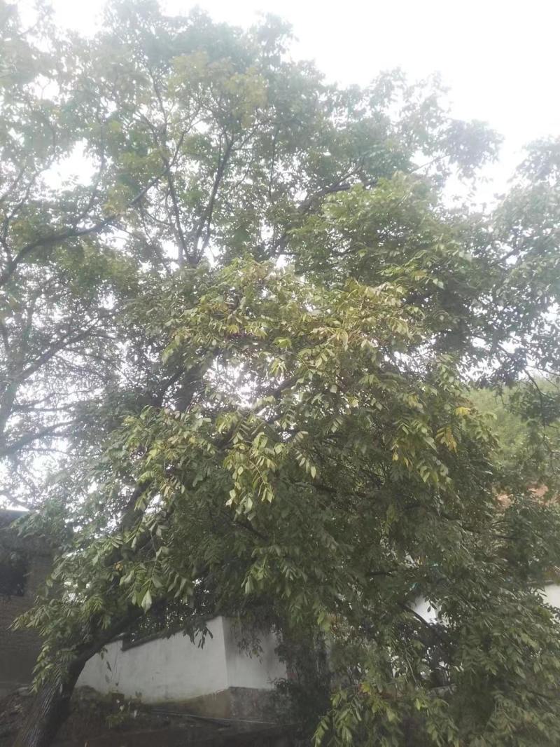 云南核桃仁，榨油必备，大量现货，欢迎进店选购
