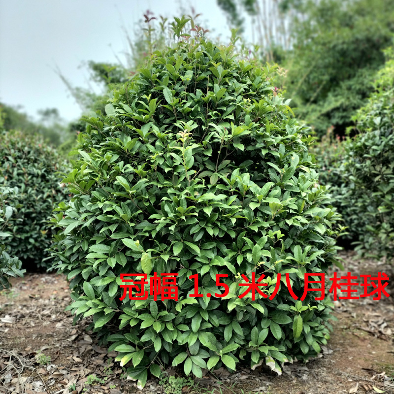 桂花树庭院花卉风景树花境植物绿化树苗木乔木行道树