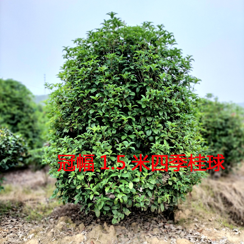 桂花树庭院花卉风景树花境植物绿化树苗木乔木行道树