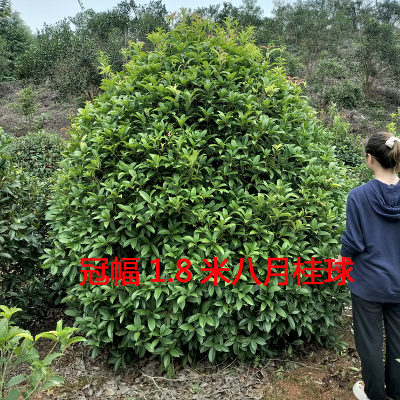 桂花树庭院花卉风景树花境植物绿化树苗木乔木行道树