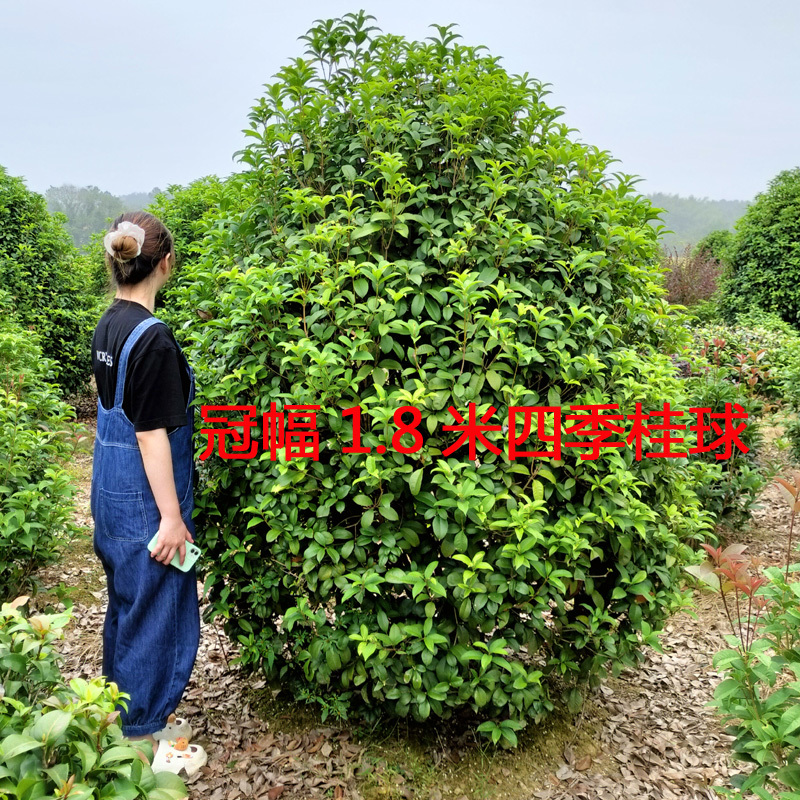 桂花树庭院花卉风景树花境植物绿化树苗木乔木行道树