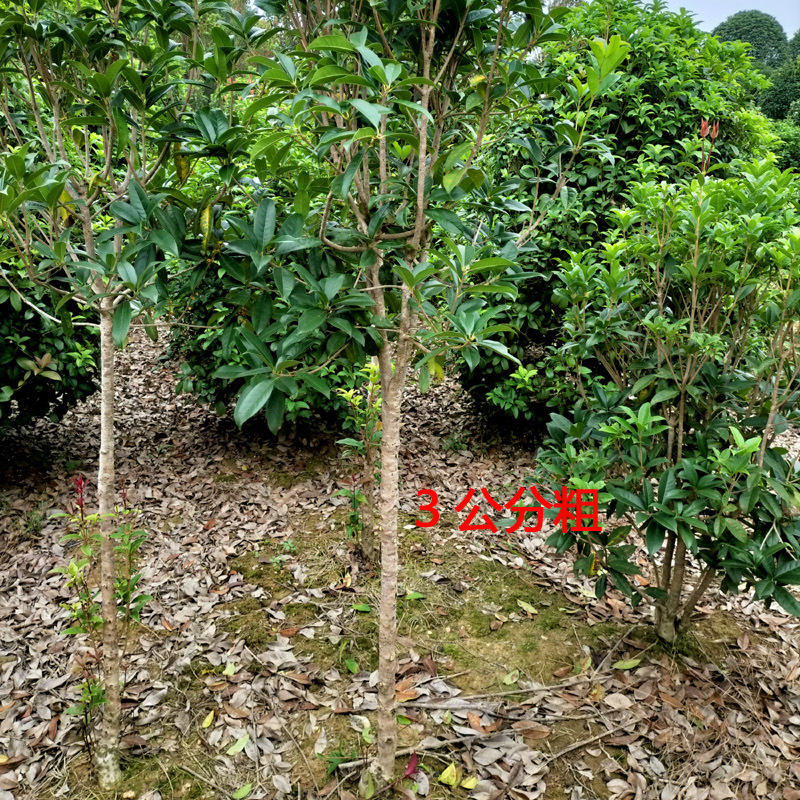 桂花树庭院花卉风景树花境植物绿化树苗木乔木行道树