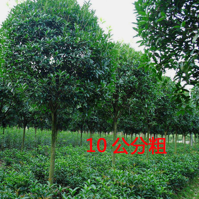 桂花树庭院花卉风景树花境植物绿化树苗木乔木行道树