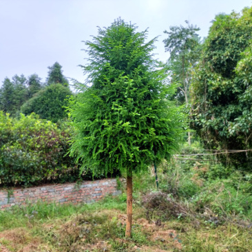 红豆杉庭院花卉风景树花境植物绿化树苗木乔木行道树