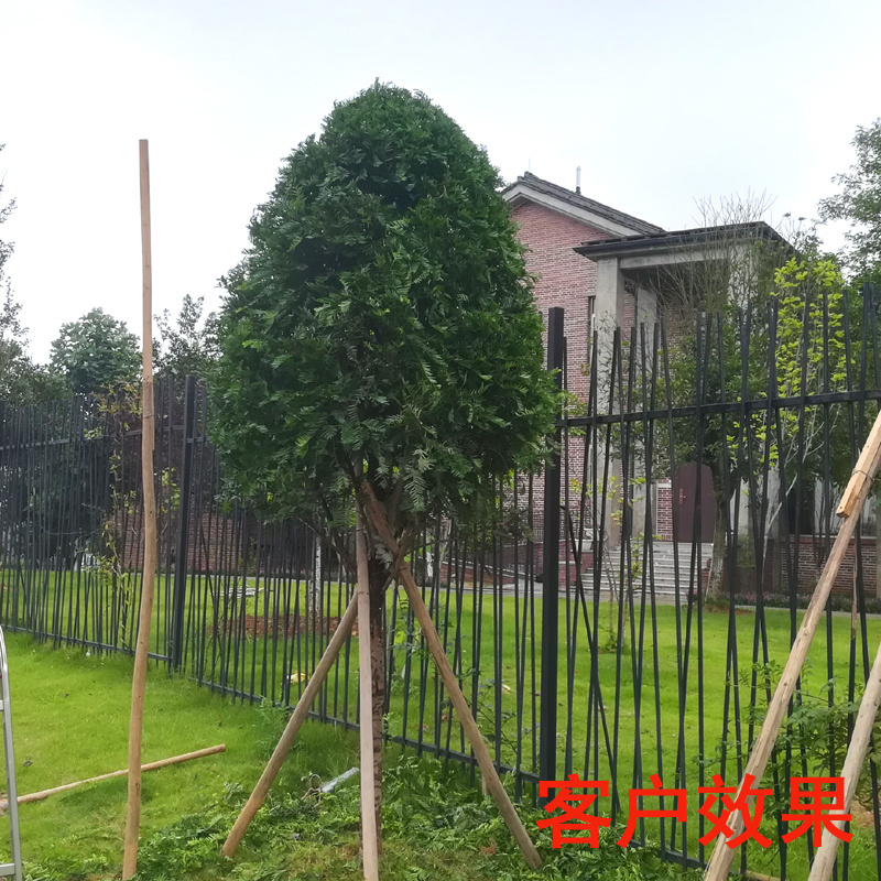 红豆杉庭院花卉风景树花境植物绿化树苗木乔木行道树
