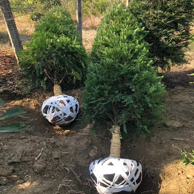 红豆杉庭院花卉风景树花境植物绿化树苗木乔木行道树