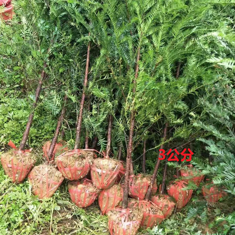 红豆杉庭院花卉风景树花境植物绿化树苗木乔木行道树