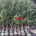 红豆杉庭院花卉风景树花境植物绿化树苗木乔木行道树