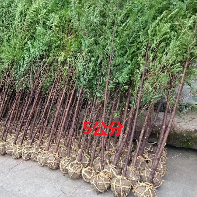 红豆杉庭院花卉风景树花境植物绿化树苗木乔木行道树