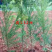 红豆杉庭院花卉风景树花境植物绿化树苗木乔木行道树