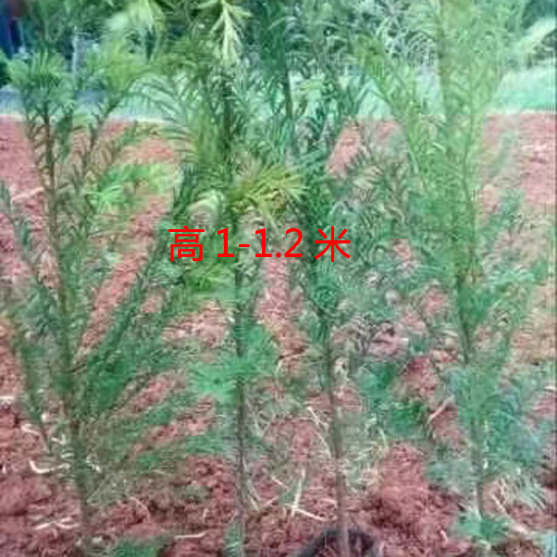 红豆杉庭院花卉风景树花境植物绿化树苗木乔木行道树