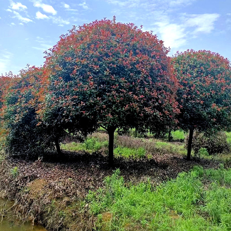 红叶石楠庭院花卉风景树花境植物绿化树苗木乔木行道树