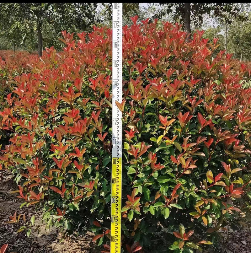 红叶石楠庭院花卉风景树花境植物绿化树苗木乔木行道树