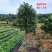 红叶石楠庭院花卉风景树花境植物绿化树苗木乔木行道树
